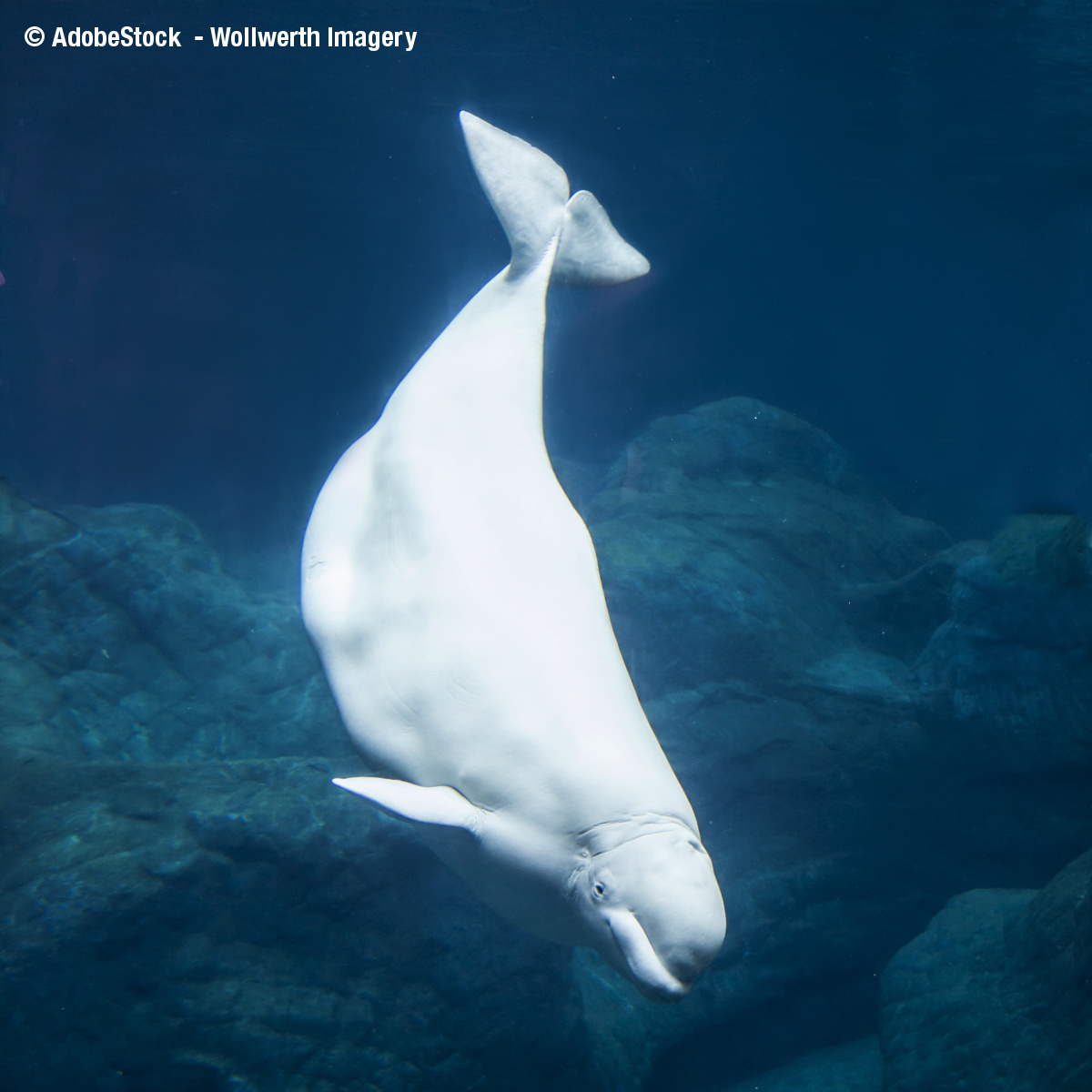 Beluga whale diving in dark blue water