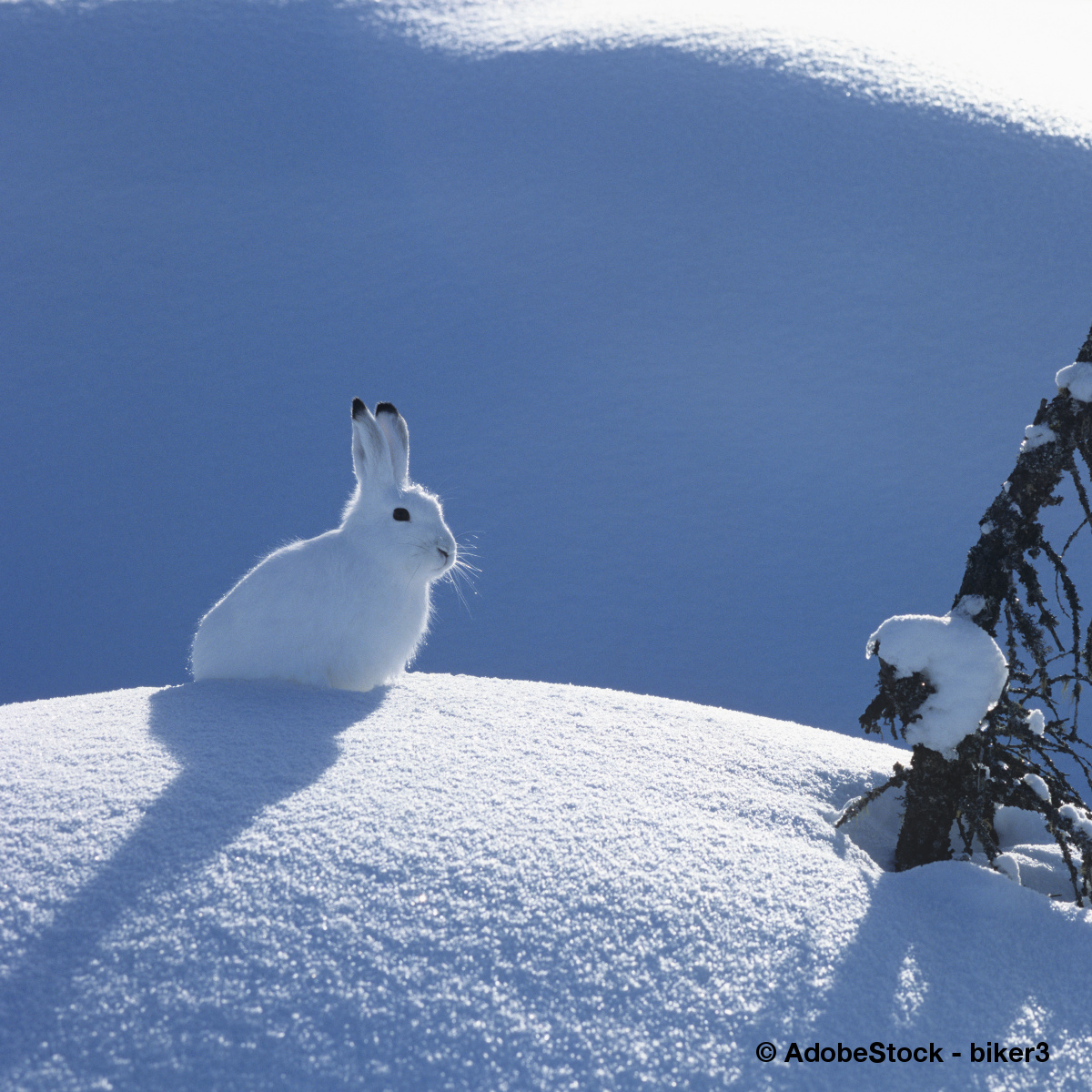 Snowshoe Hare