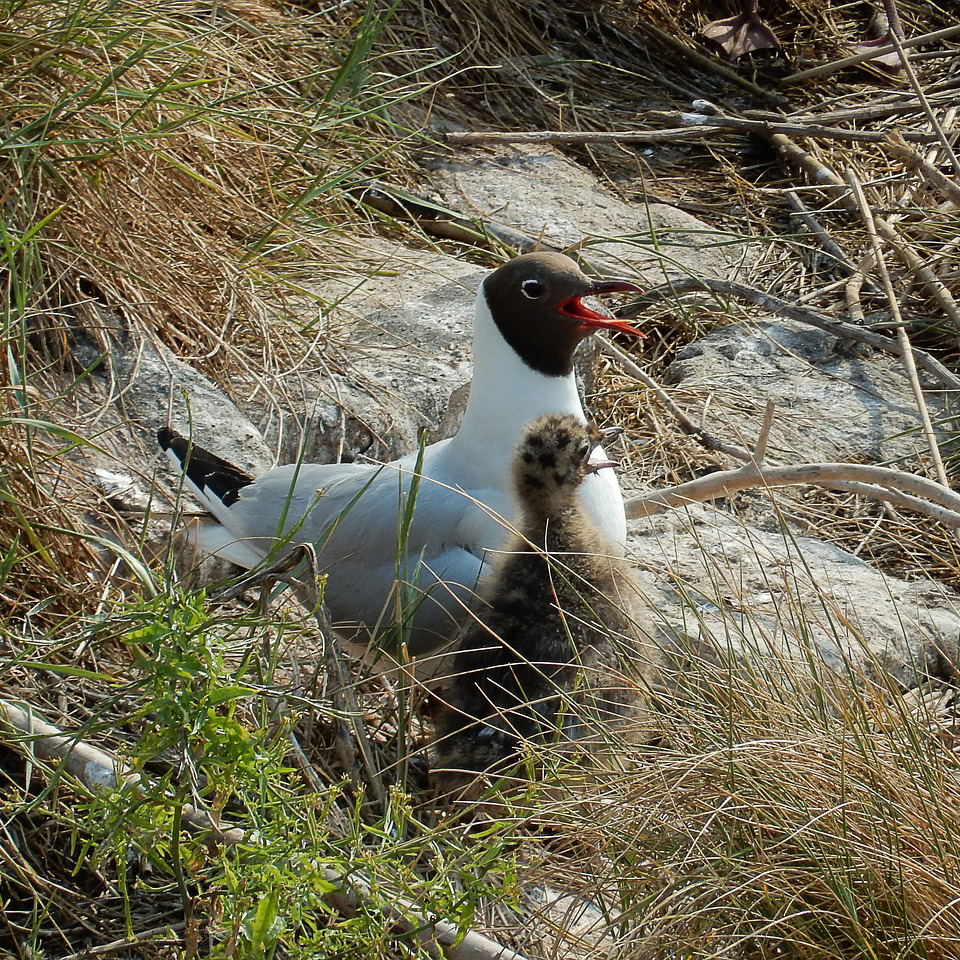 Animaux De L'arctique Paysage Océanique Du Nord Avec Des