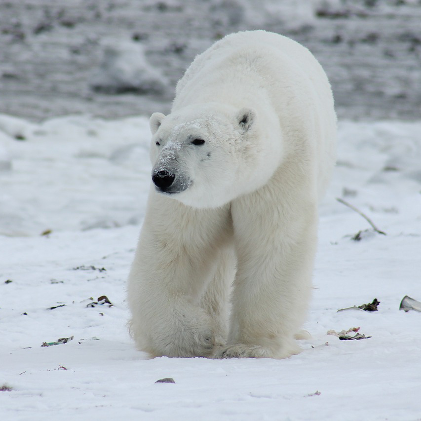 polar-bear-404317_1280