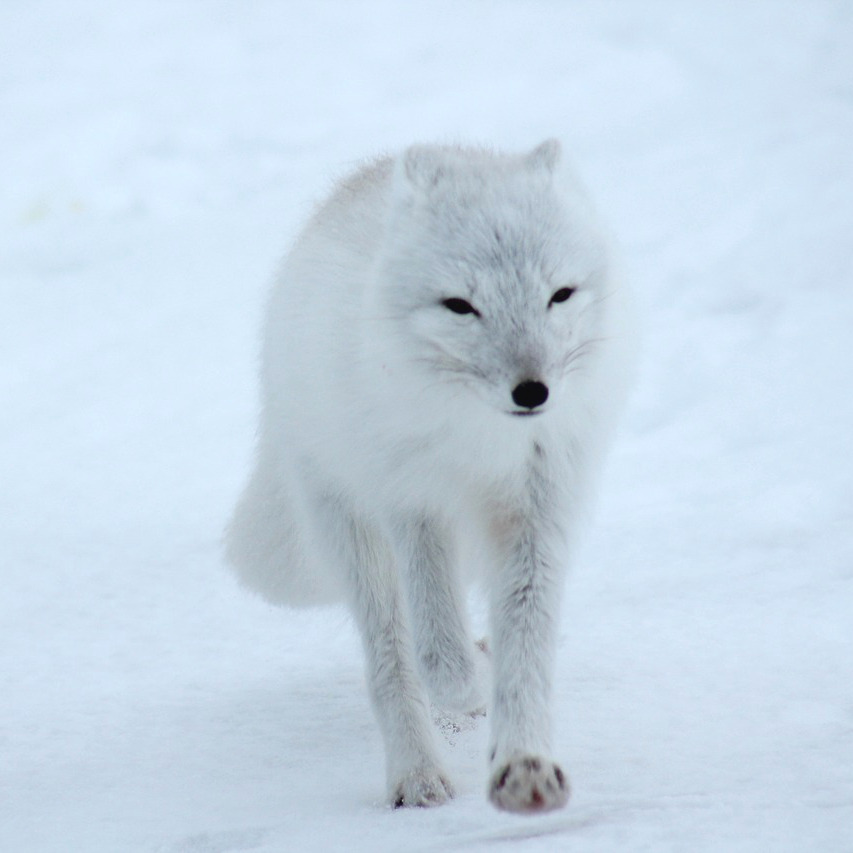 polar-fox-404310_1280