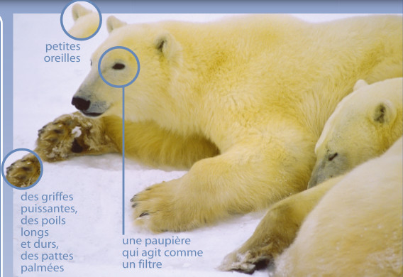 L'ours polaire : adapté à son milieu - Papouk, le Pizzly