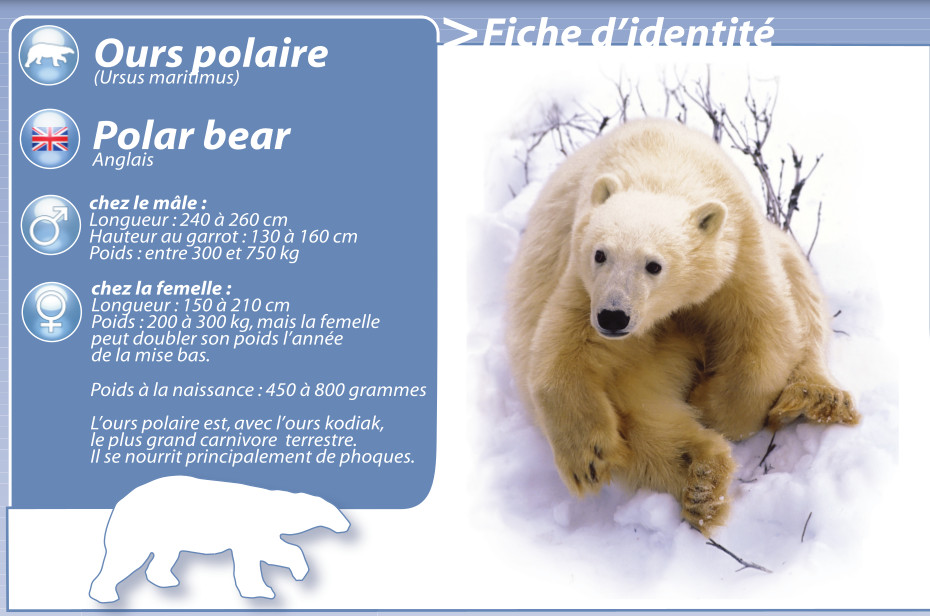 L'ours polaire : adapté à son milieu - Papouk, le Pizzly